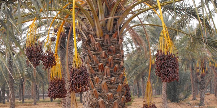 Le Maroc, principale destination des dattes tunisiennes en février 2025