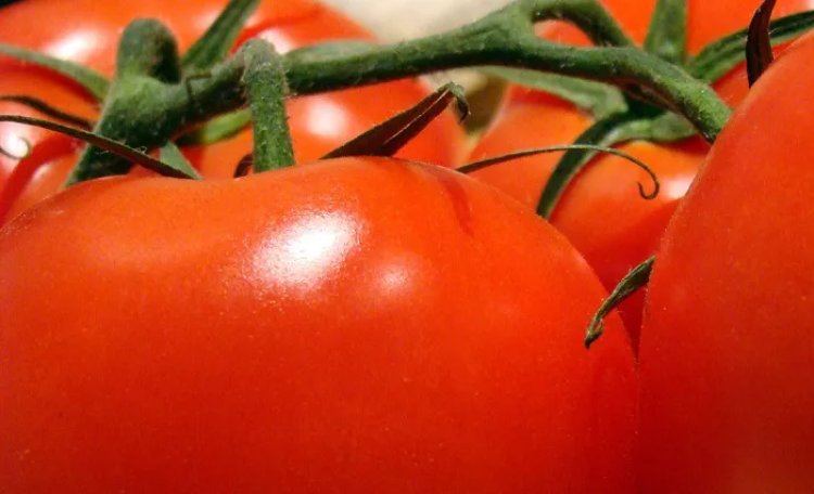 Les exportations de tomates marocaines “conformes” aux accords avec l’UE, selon l’APEFEL