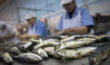 Sardine industrielle : 20 ans d’ententes présumées dans le viseur du Conseil de la concurrence
