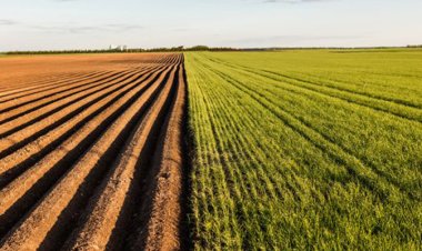 Productivité agricole : L’INRA et Syngenta dévoilent les résultats des essais