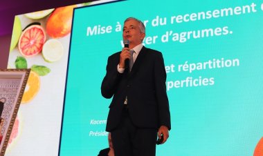 Agrumes : Les défis de la filière