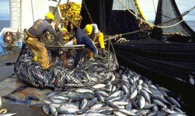Ports méditerranéens : +5 % de débarquements de pêche à fin avril