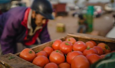 Arrêt des subventions pour les tomates : la “fin des haricots” pour les agriculteurs ?