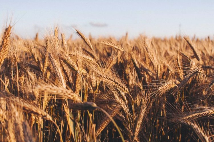 Campagne agricole : hausse prévisionnelle de 41% de la récolte céréalière