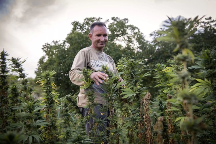 Cannabis : la Beldia, variété endémique du Maroc, prend son envol