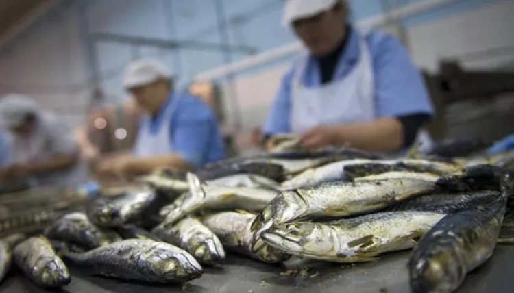Sardine industrielle : 20 ans d’ententes présumées dans le viseur du Conseil de la concurrence