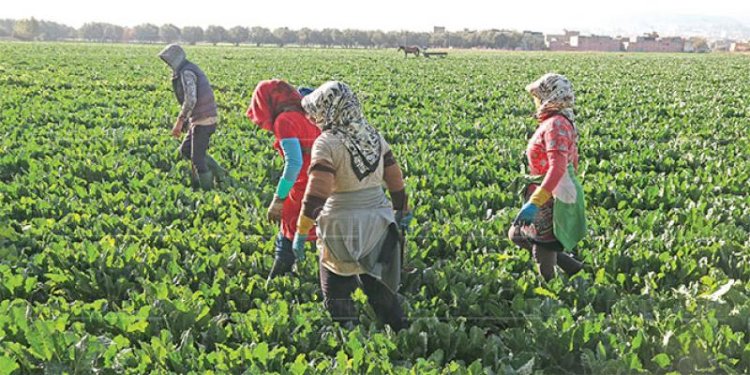 Petite et moyenne agriculture familiale : Ce que préconise le CESE