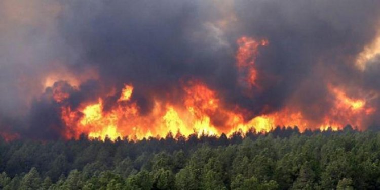 Feux de forêts : une baisse record de 86 % en 2024 au Maroc