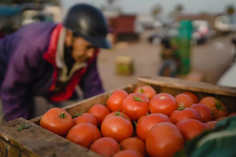 Arrêt des subventions pour les tomates : la “fin des haricots” pour les agriculteurs ?