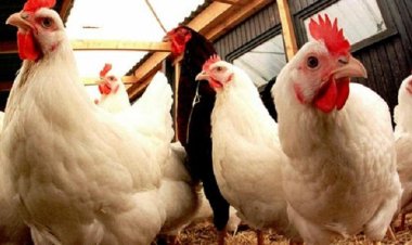 Grippe aviaire au Brésil : le Maroc met en pause ses importations de volaille