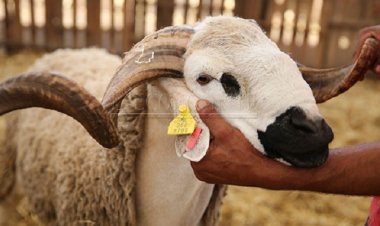 Aïd Al-Adha : la CGEM invite le privé à accorder aux salariés le lundi comme jour de congé
