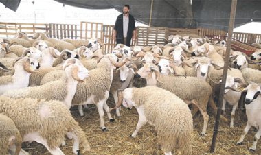 Soutien massif aux éleveurs: 6,2 MMDH pour rebooster le cheptel marocain