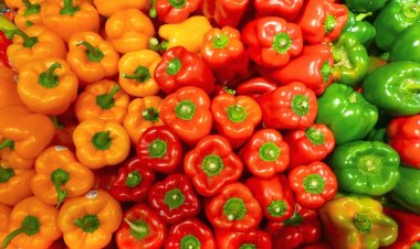 Poivrons : le Maroc vend à 13 DH/kg, l’Espagne valorise à plus de 21 DH