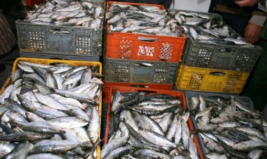 Destruction de ressources halieutiques : Le Secrétariat d’État de la pêche maritime dément