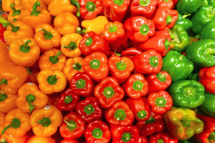 Poivrons : le Maroc vend à 13 DH/kg, l’Espagne valorise à plus de 21 DH