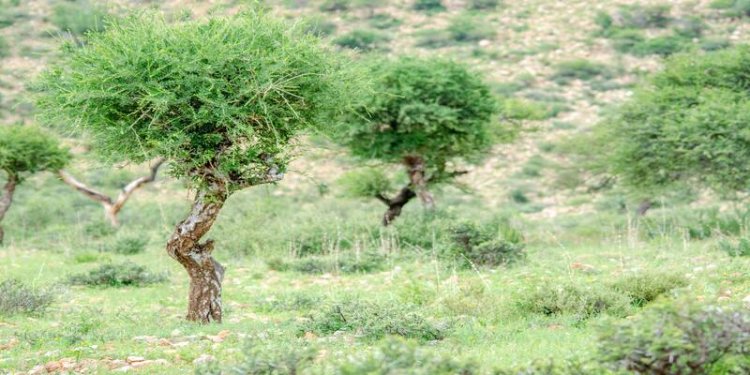 Agadir: Signature de deux conventions de partenariat pour la gestion durable des forêts d’arganier