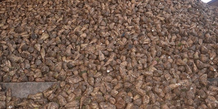 Betterave à sucre : Une production de 246.500 tonnes dans le bassin de la Moulouya