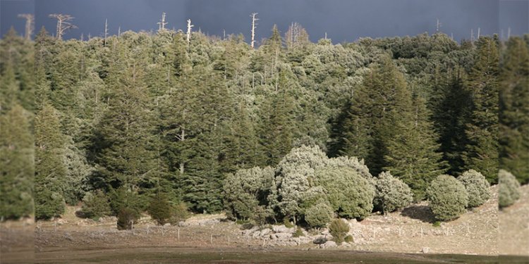 UE : Le recul du puits carbone forestier compromet les objectifs climatiques
