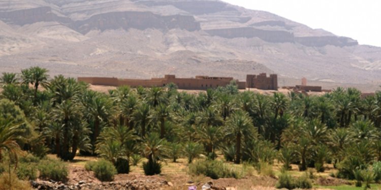 Oasis en feu : 6 Ha de palmiers perdus à Chtouka-Aït-Baha