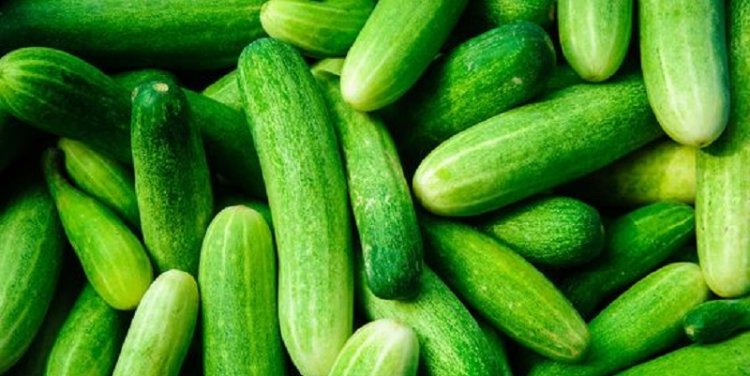 Produits agricoles : Le Maroc booste ses exportations de concombres vers l'Espagne
